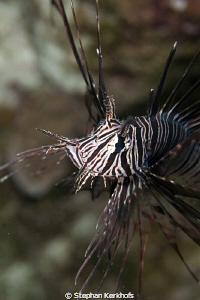 Clearfin lionfish was posing at Shark Observatory. by Stephan Kerkhofs 